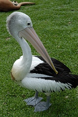 0823 Wildlife Habitat Port Douglas